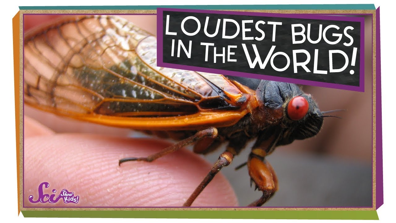 Cicadas: The Loudest Bugs! | SciShow Kids 🐞