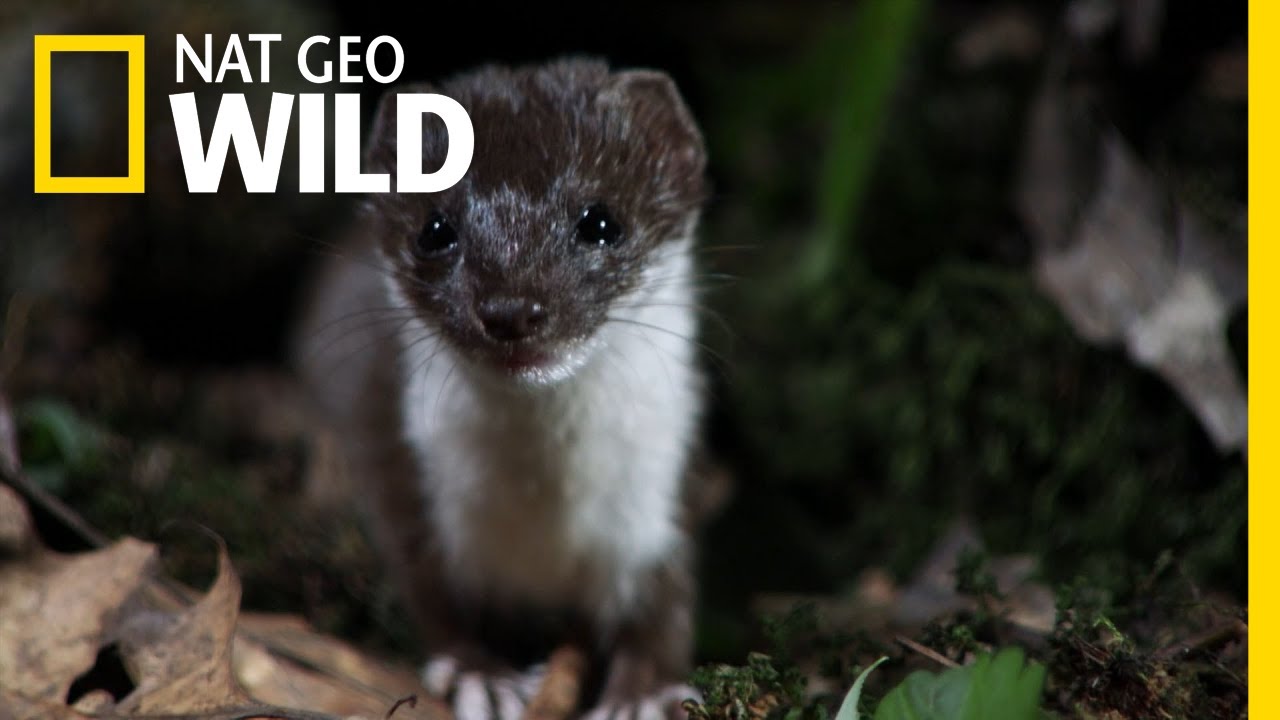Meet the Fierce and Insatiable Smallest Carnivore on Earth 🐾