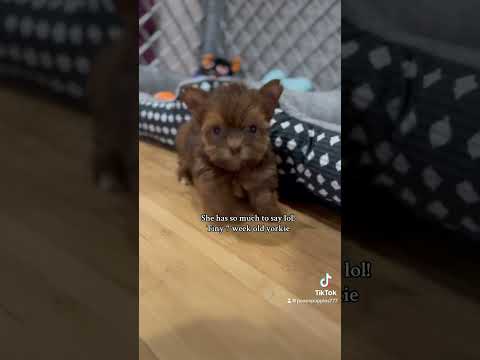 7 week old tiny teacup yorkie #teacupyorkie #yorkie #puppies #talk #live #jump #sing #baby #dog