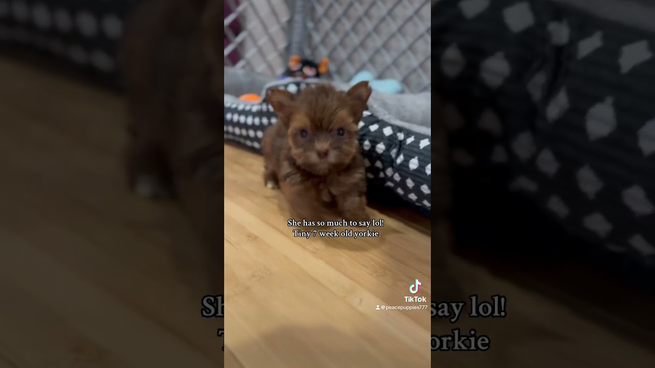 7 Adorable 7-Week-Old Tiny Teacup Yorkie 🐶 | Watch This Little Puppy Play & Sing!