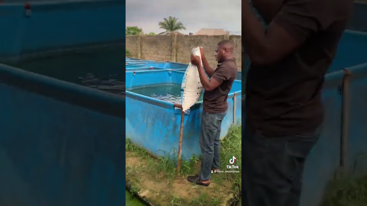 Optimal Feeding Routine for Catfish Farm 🐟