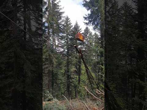 Holz seilen mit dem Mounty Kombiseilgerät von Konrad Forsttechnik🔥🏔🌲