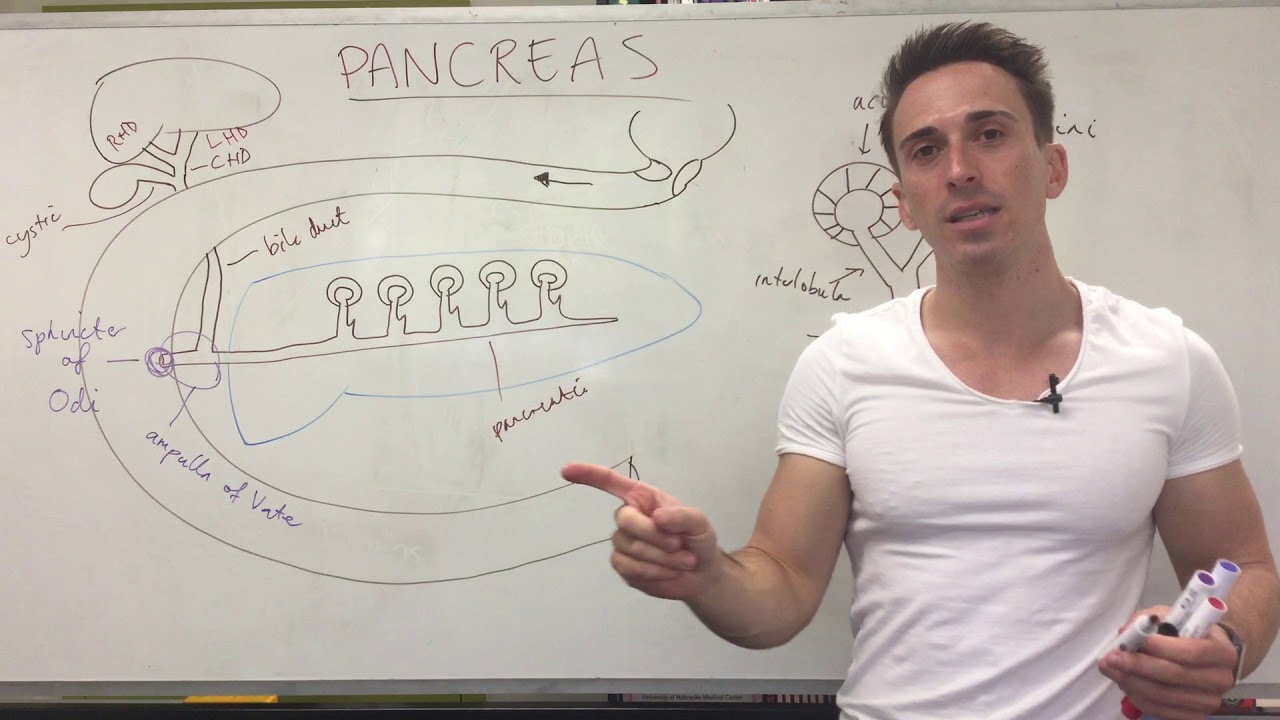 Pancreas Anatomy & Function | Digestive System