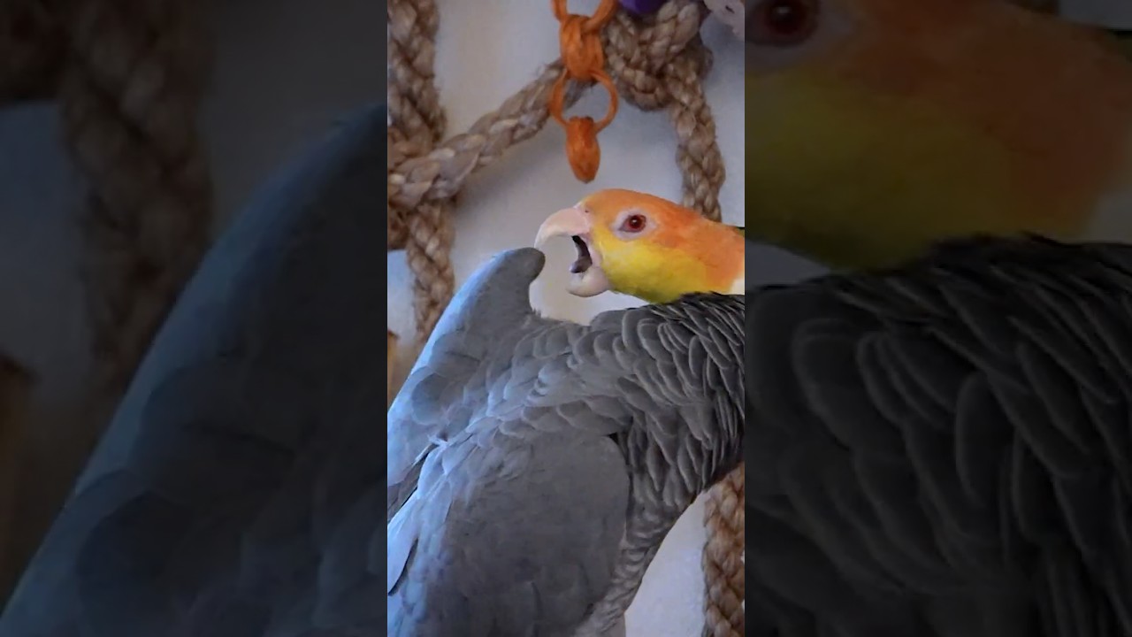 Apollo the Talking Parrot 🦜 Says Your Name