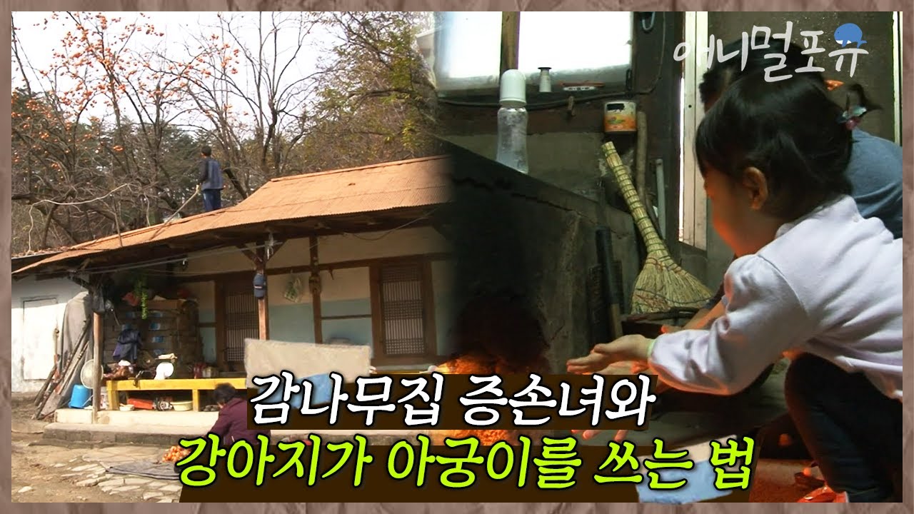 인간극장: 강아지와 노부부의 겨울 이야기 🐶