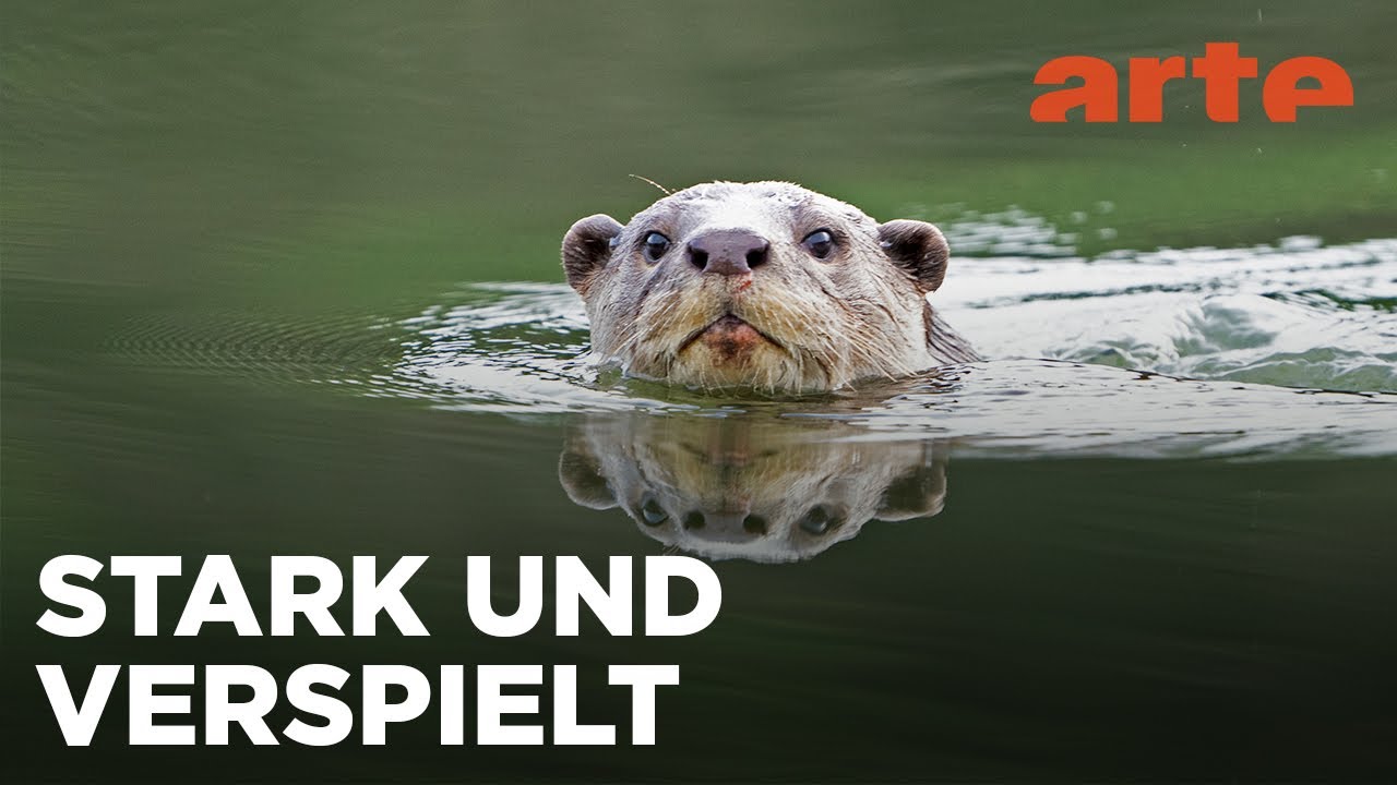 Indiens Otter – Das Leben am Fluss 🦦