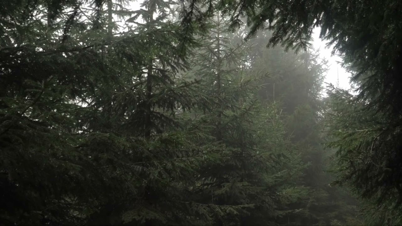 zxch. - Past Lives (Lofi) | Chillhop & Relax 🎶