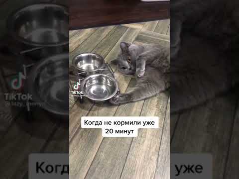 Кушать хочет 🍽️