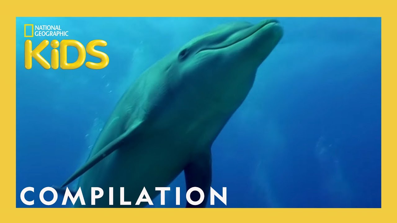 Amazing 8 Animals | Nat Geo Kids 🐾
