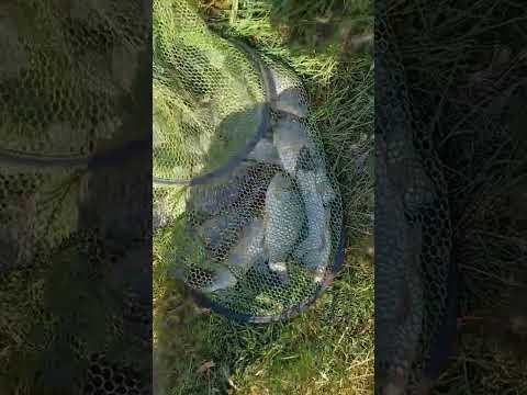 Зелёный остров / 7 июня 2025 год