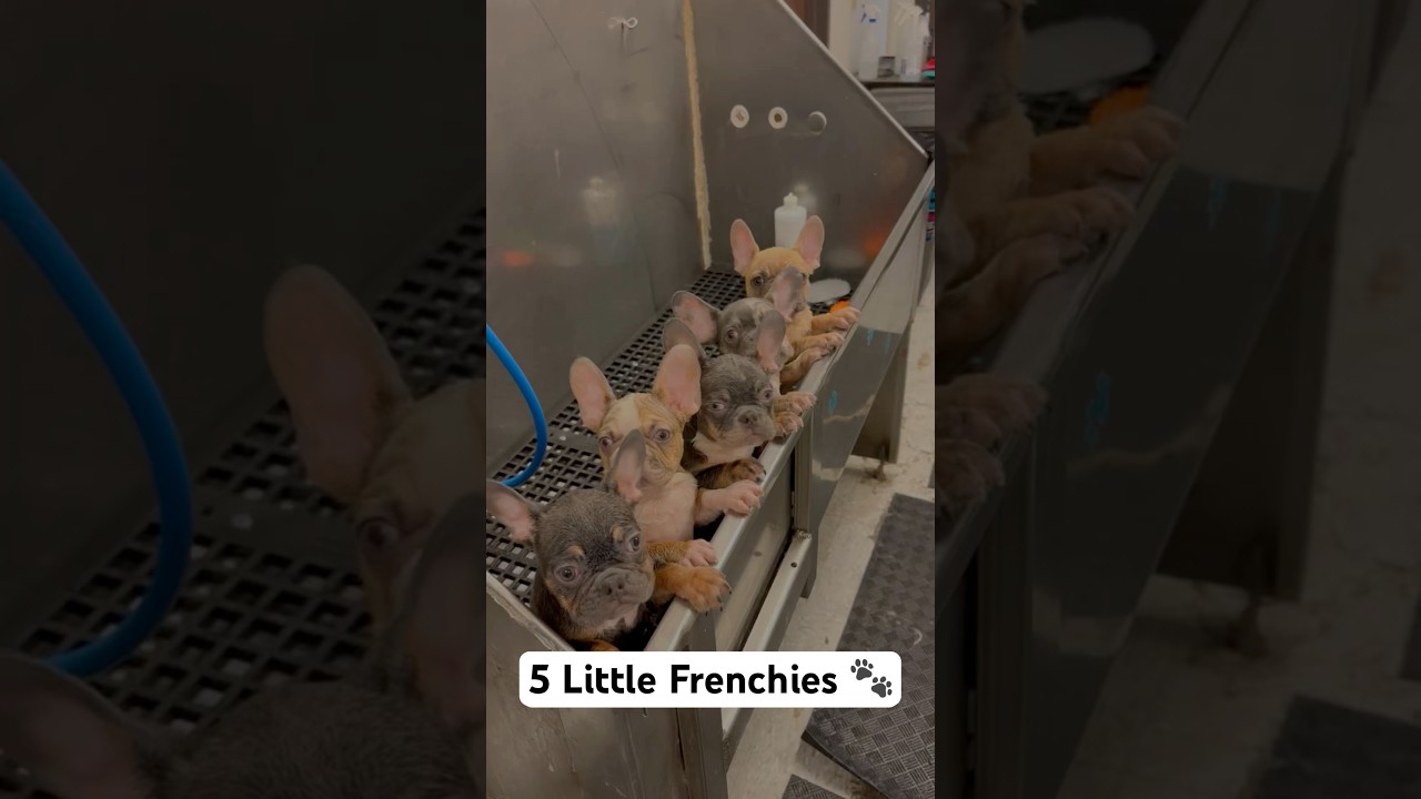 5 Little Piggies 🐷: French Bulldog Puppy Care