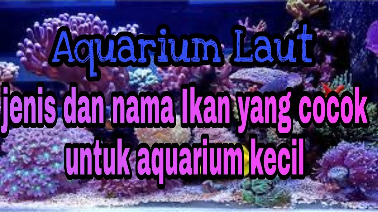 Jenis Ikan Hias Laut Ideal untuk Aquarium Kecil 🐠