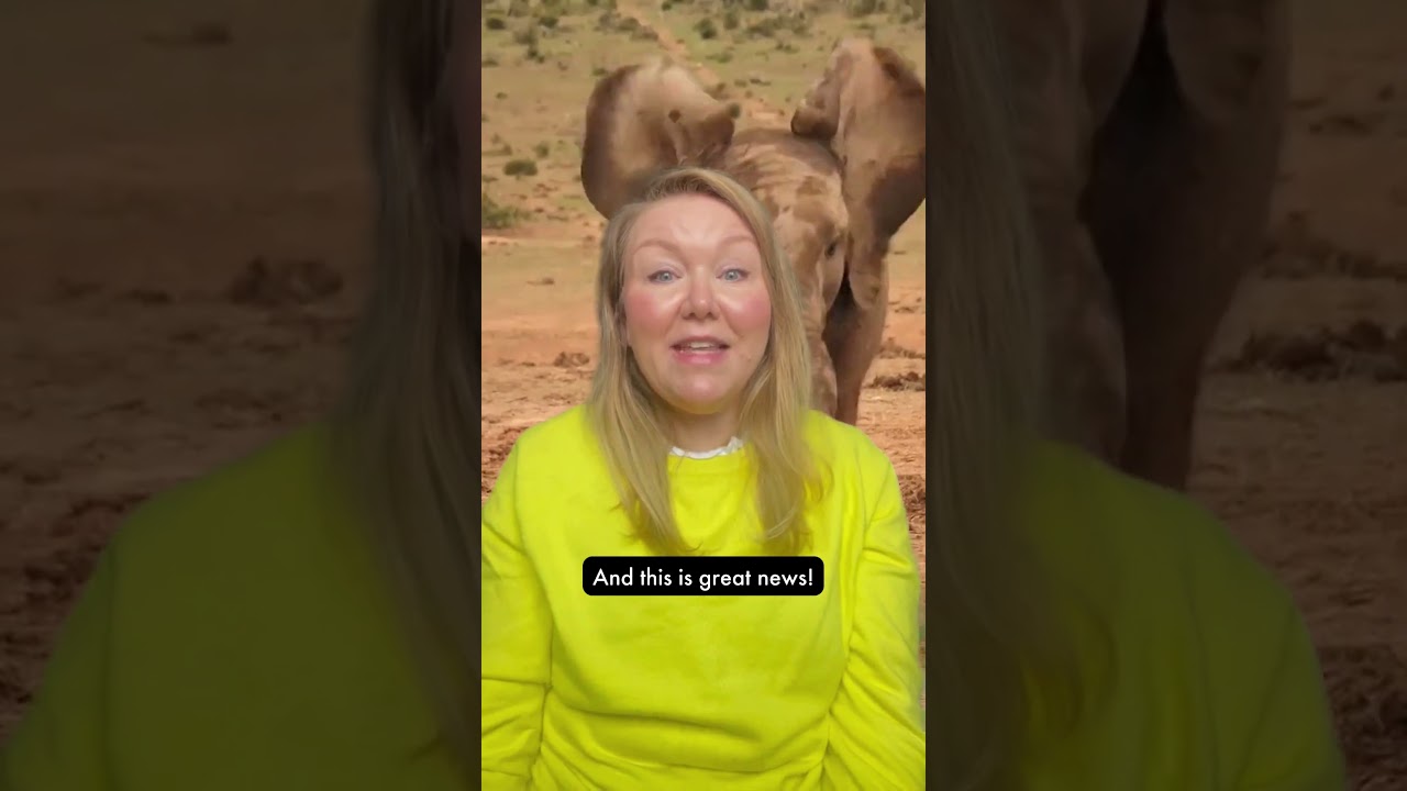 easyJet Holidays Launches New Animal Welfare Policy 🌿