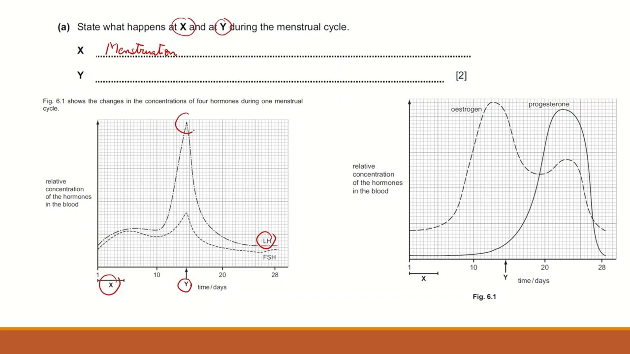 Hormones in Menstrual Cycle & Homeostasis Quiz 🩸
