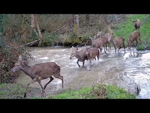 Chasse Cerfs, Sangliers, Chevreuils, Renards / Best Of Saison 2024-2025