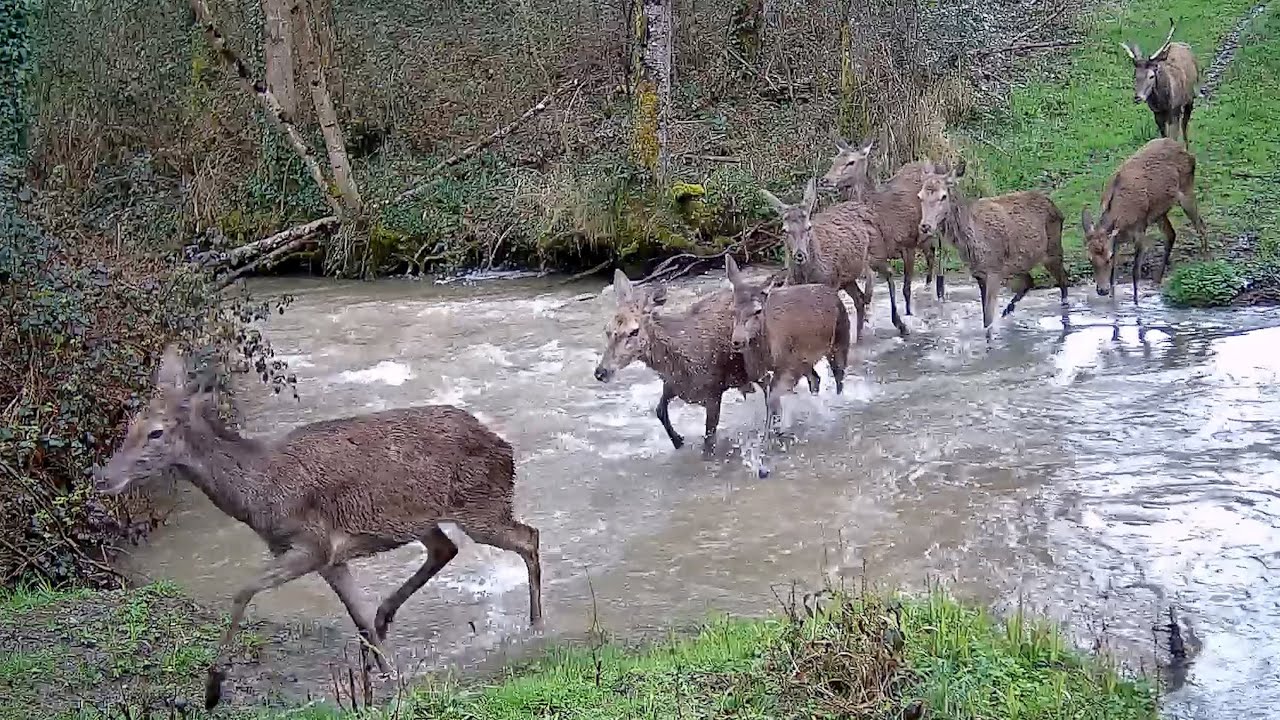 Chasse 2024-2025 : Rencontres Inoubliables avec Sangliers, Cerfs, Chevreuils & Renards 🦌