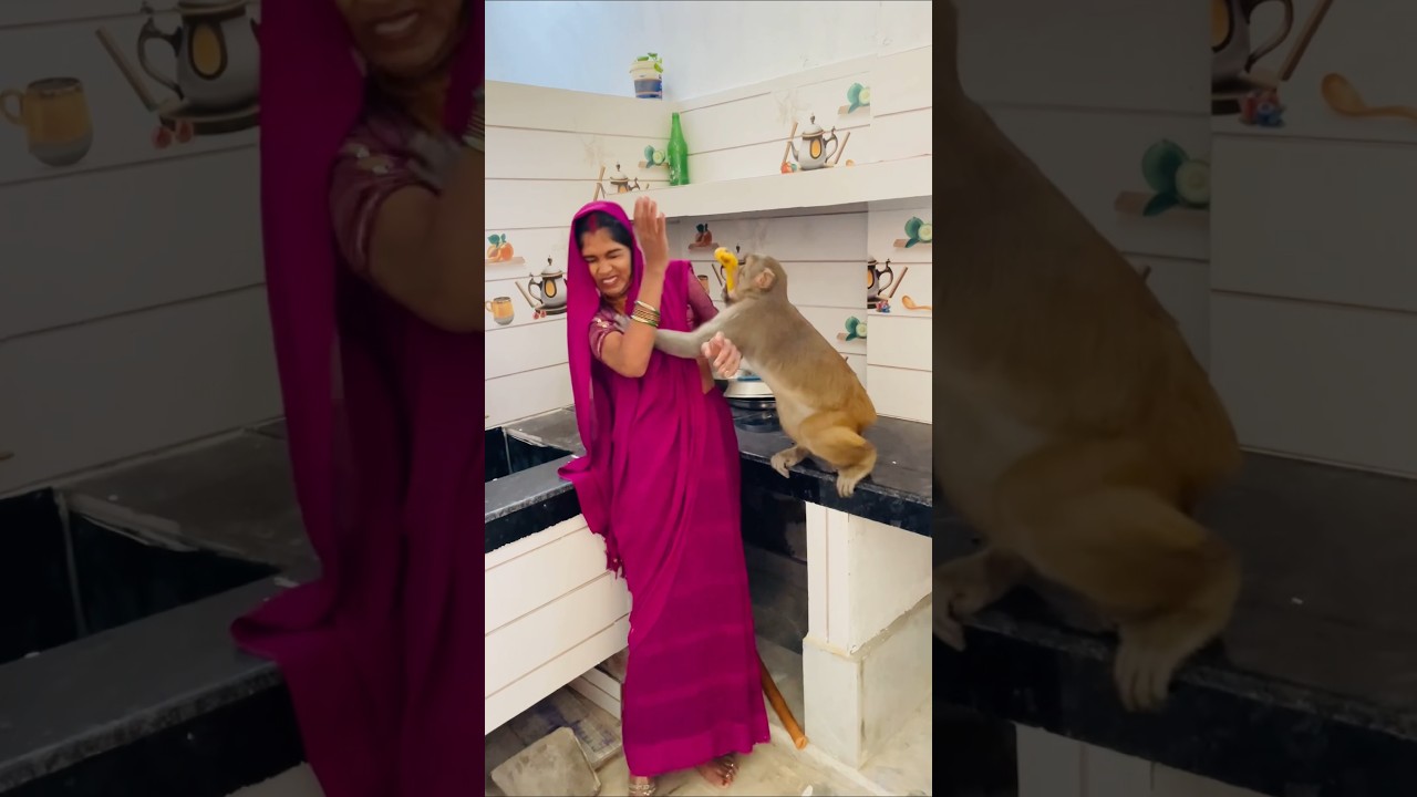 Babu Monkey's Funny Reaction Today 🐒