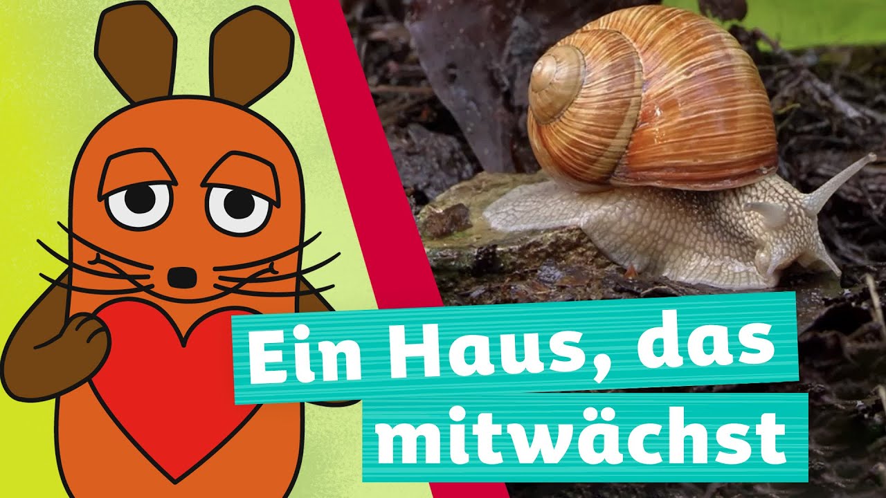 Wie trägt die Schnecke ihr Haus? 🐌