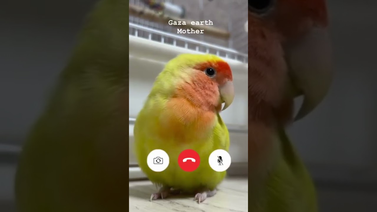 Adorable Parrot Video π¦ Baby Animal Cuteness #Ep12