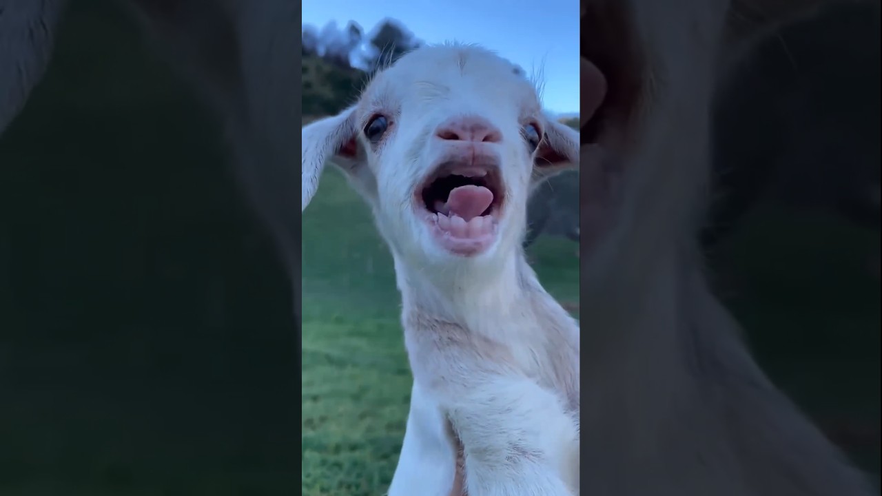 تعرّف على أصوات صغار الماعز وكيف تميزها 🐐