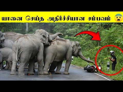 யானை எப்படிப்பட்ட விலங்குனு தெரியுமா?  | யானைகள் செய்த அதிர்ச்சியான சம்பவத்த பாருங்க பகுதி -2 🐘