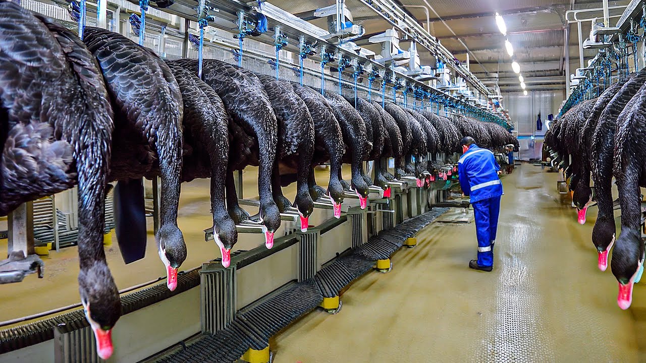 Farmers Raise Millions of Black Swans for Meat 🦢