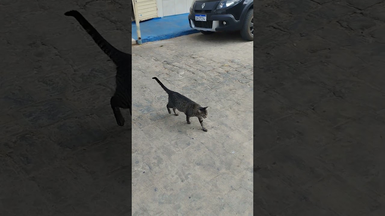 Adorable Animal Friendships 🐾 | Heartwarming Pets & Cute Cats & Dogs