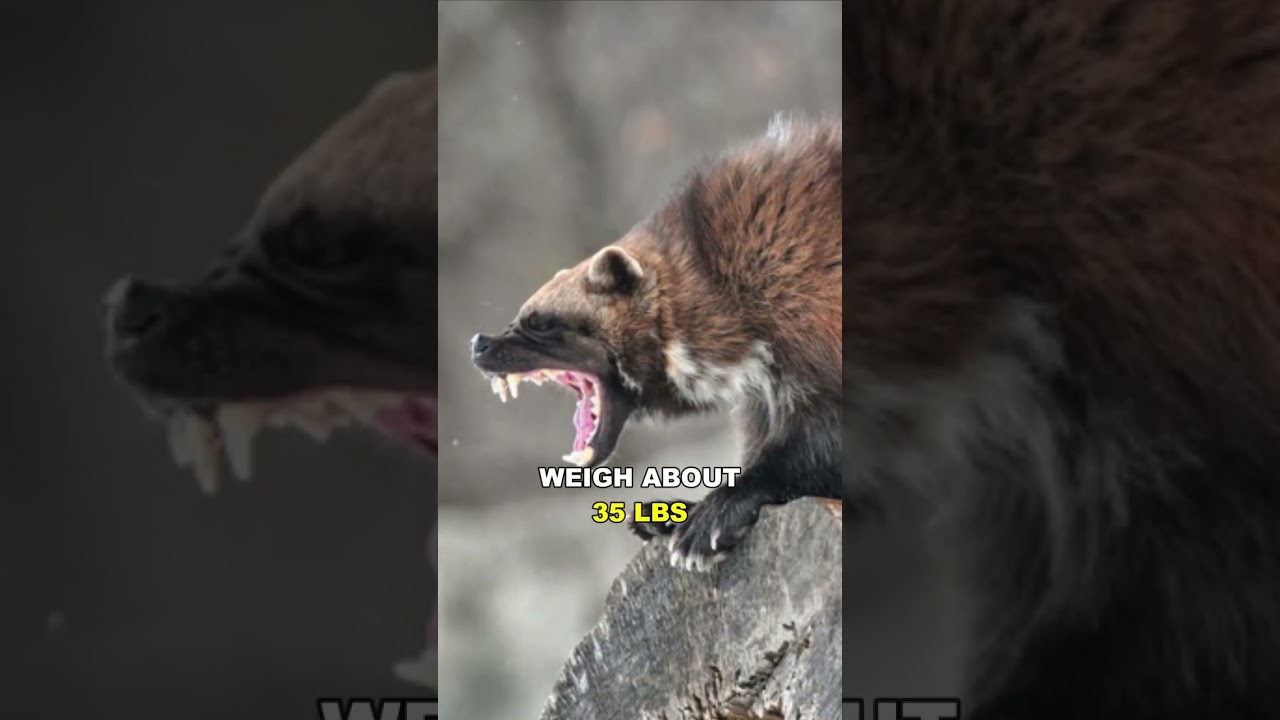 Beware of the Ferocious Wolverine π¦‘