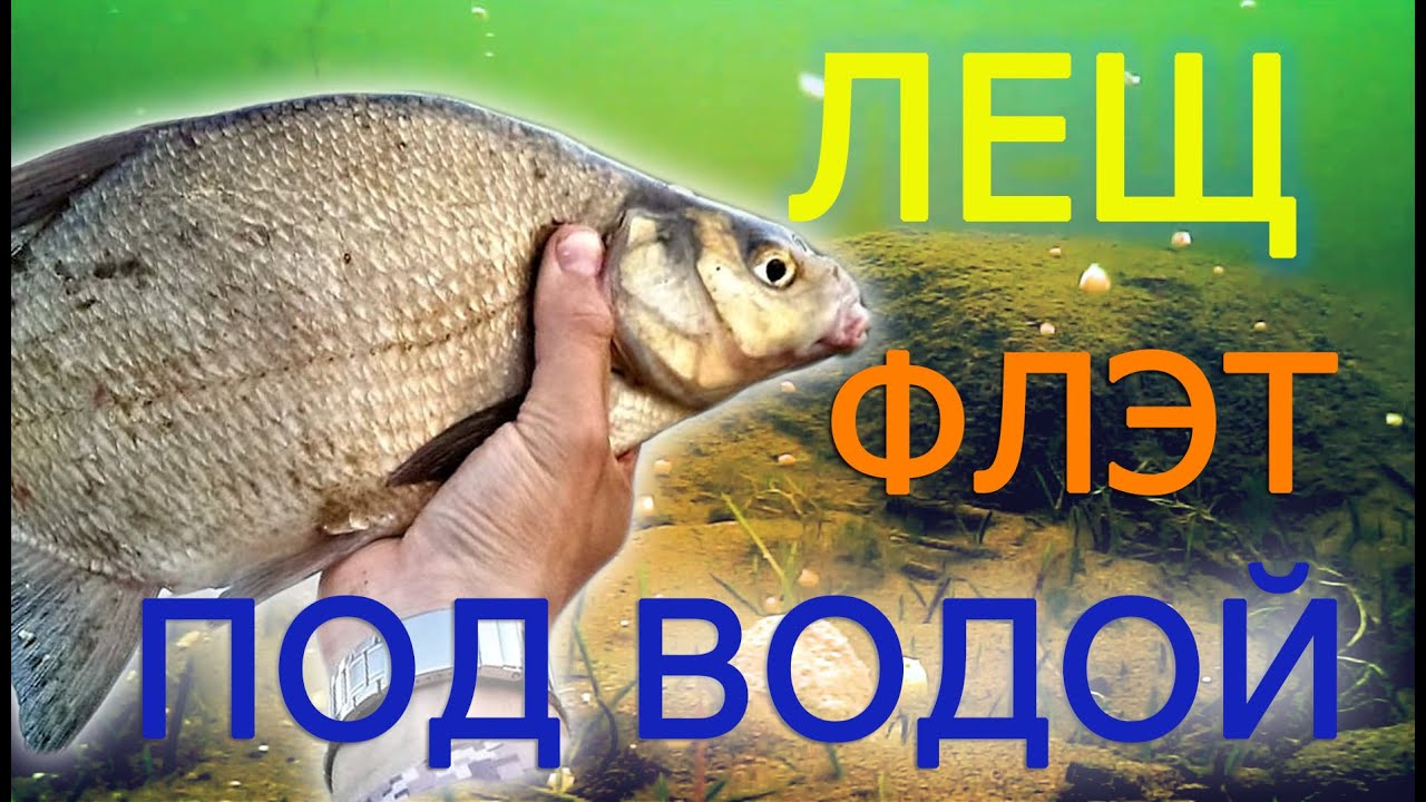 Удивительное подводное видео: Лещ у флэт кормушки с Pop-up 🎣