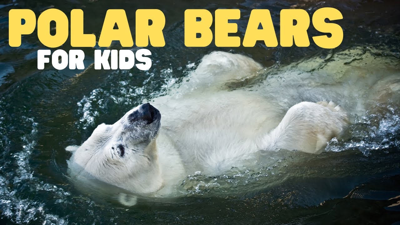 Polar Bears for Kids 🐻 | Learn Fascinating Facts
