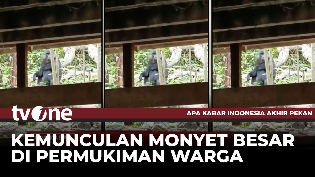 Primata Besar Muncul, Warga Ketakutan 🐒