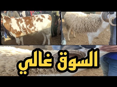 أثمنة خروف العيد والضروبة الحولي الصردي داير الثمن/سوق الأربعاء مكناس/السيمو الجزار
