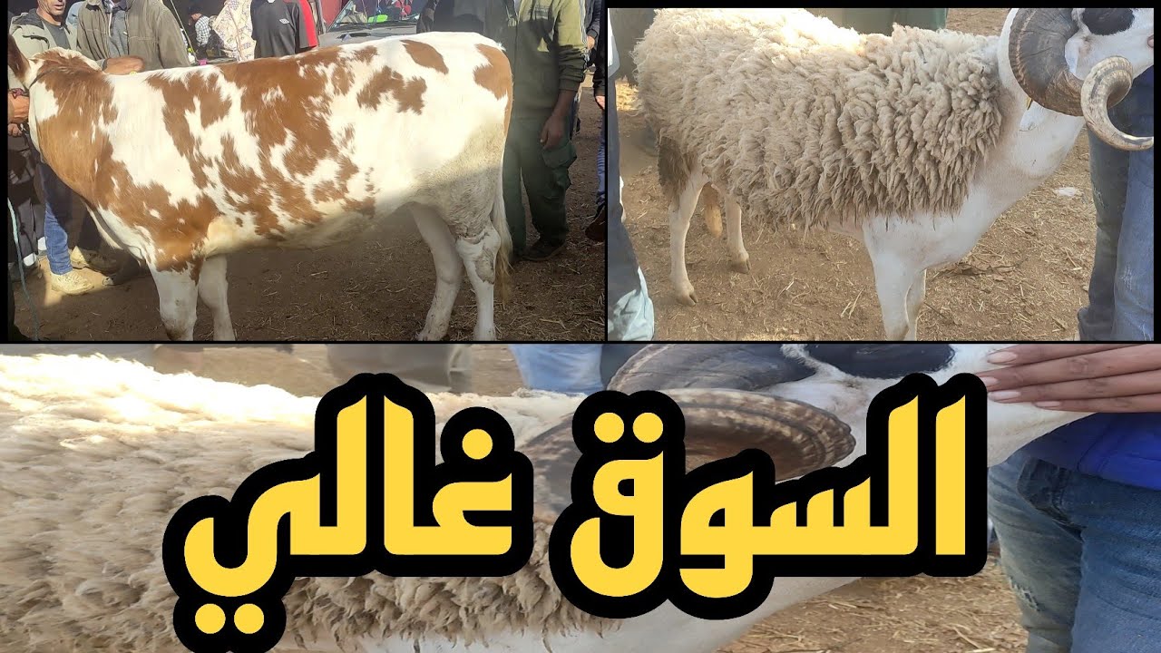 أسعار خروف العيد والضروبة الحولي في سوق الأربعاء مكناس 🐑 | جولة مع السيمو الجزار