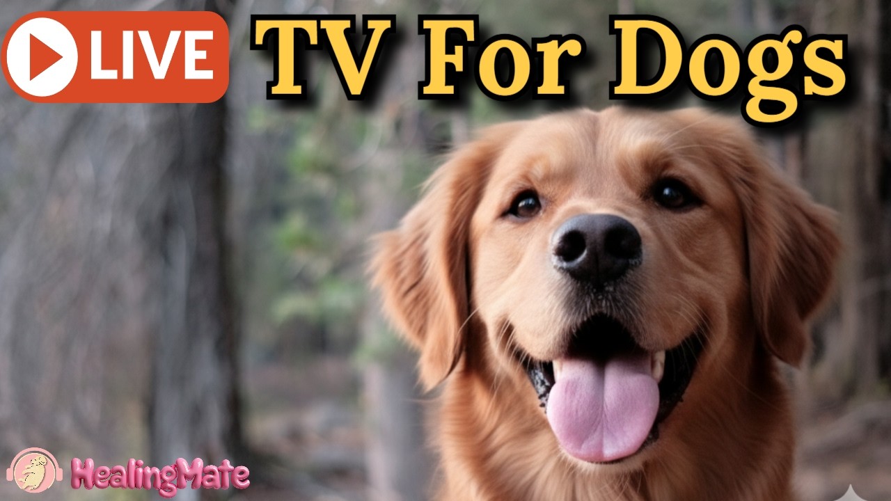 24/7 Dog TV & Calming Music for Anxiety Relief 🐶