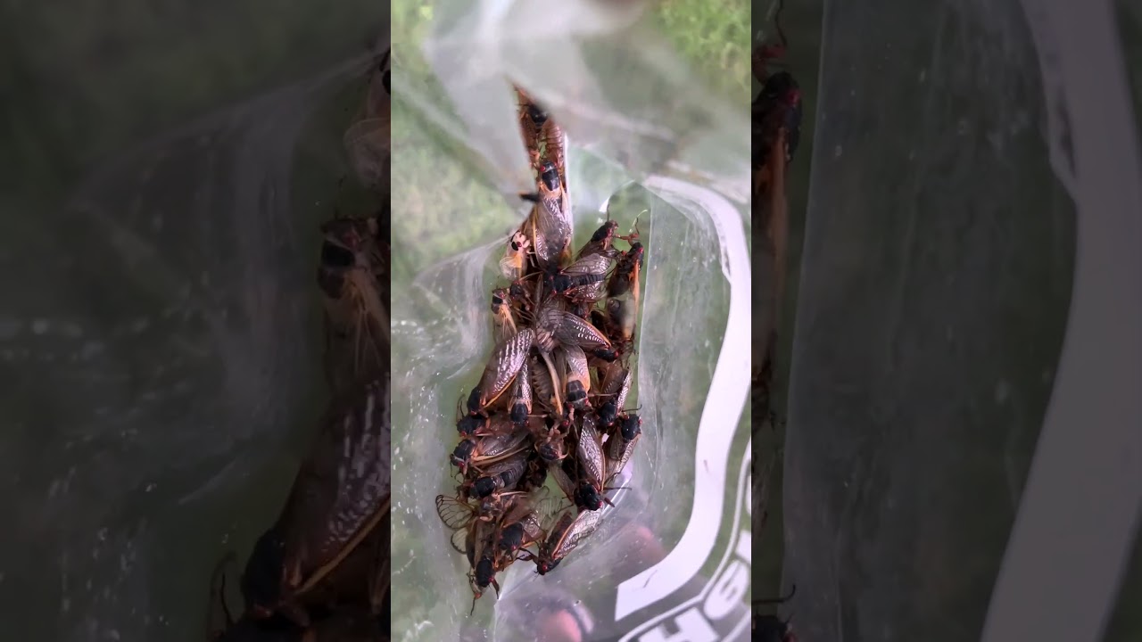 How to cook cicadas with butter