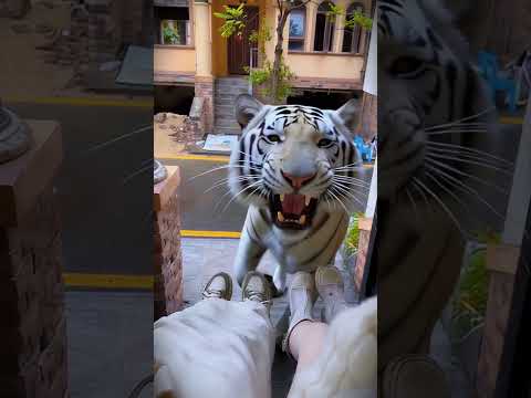 So the tiger came to give likes#Jesus#christ#Daemon