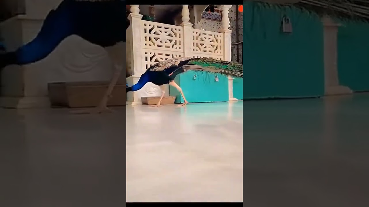 Noorani mazar clips 2025 #noorani #shortsvideo #shorts