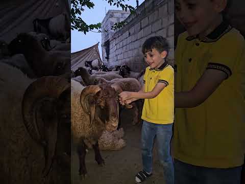 خاروف العيد 🐏✅️بابا عايزه خروف 🐏