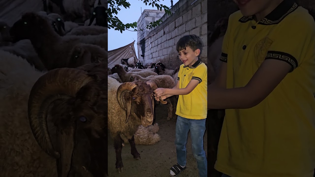 خروف العيد 🐏: طريقة اختيار وتحضير خروف العيد بسهولة
