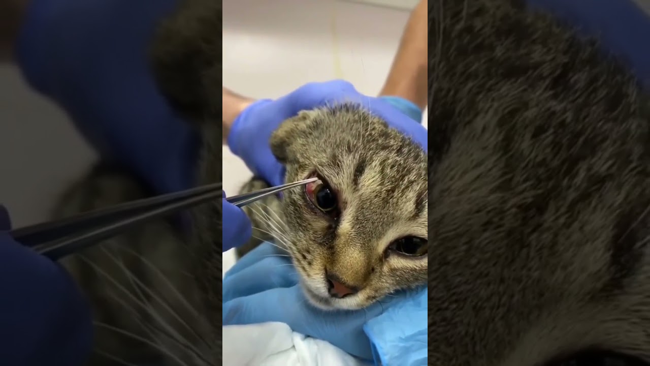 Pisi Pisi: Gözleri Koruma Yöntemi 🐾