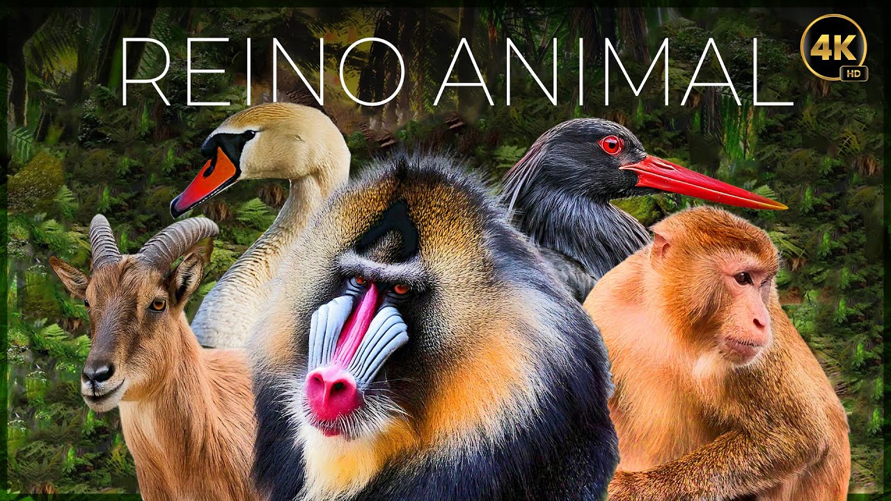 Reino Animal: Vida Salvaje - Episodio 1 🐾