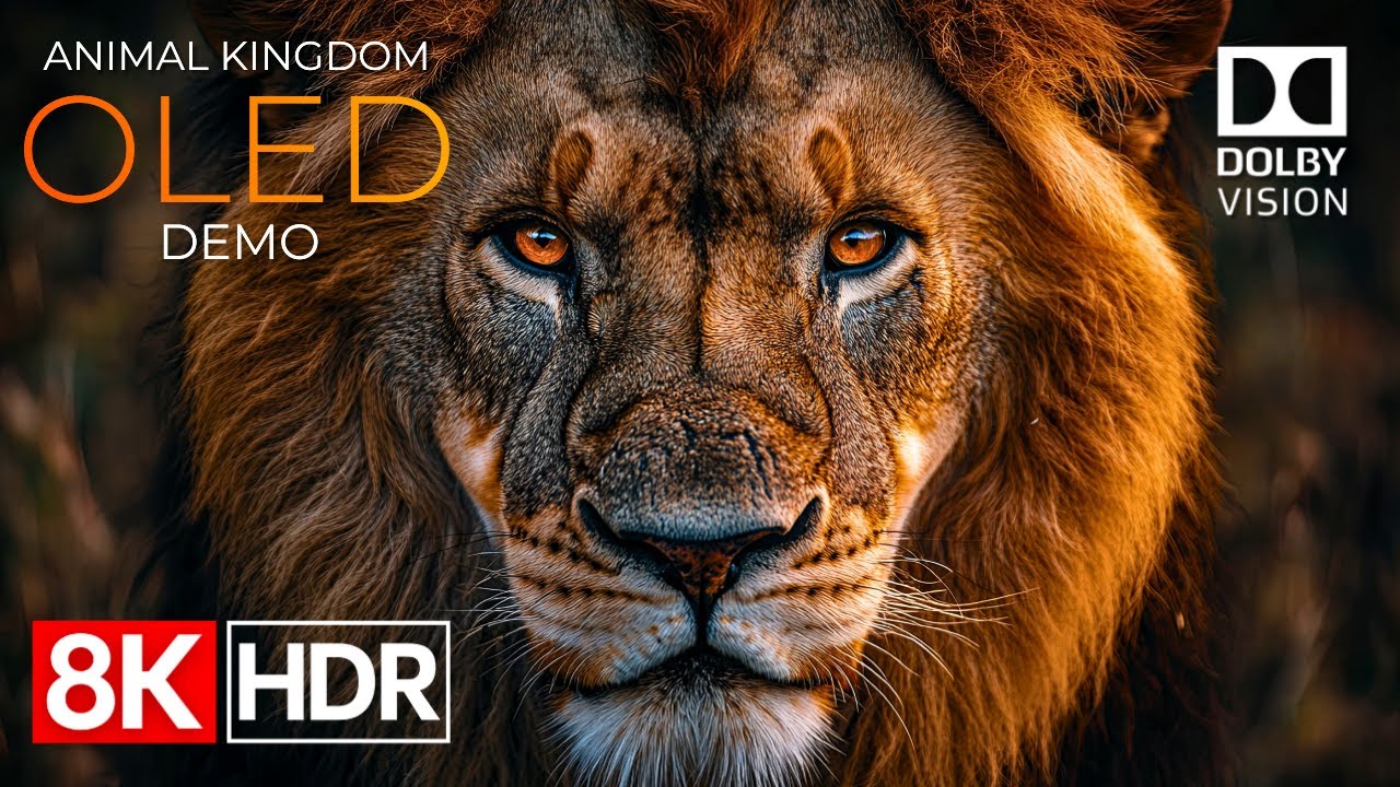 Experience the Ultimate Animal Kingdom OLED HDR Demo in 8K Ultra HD 🌟