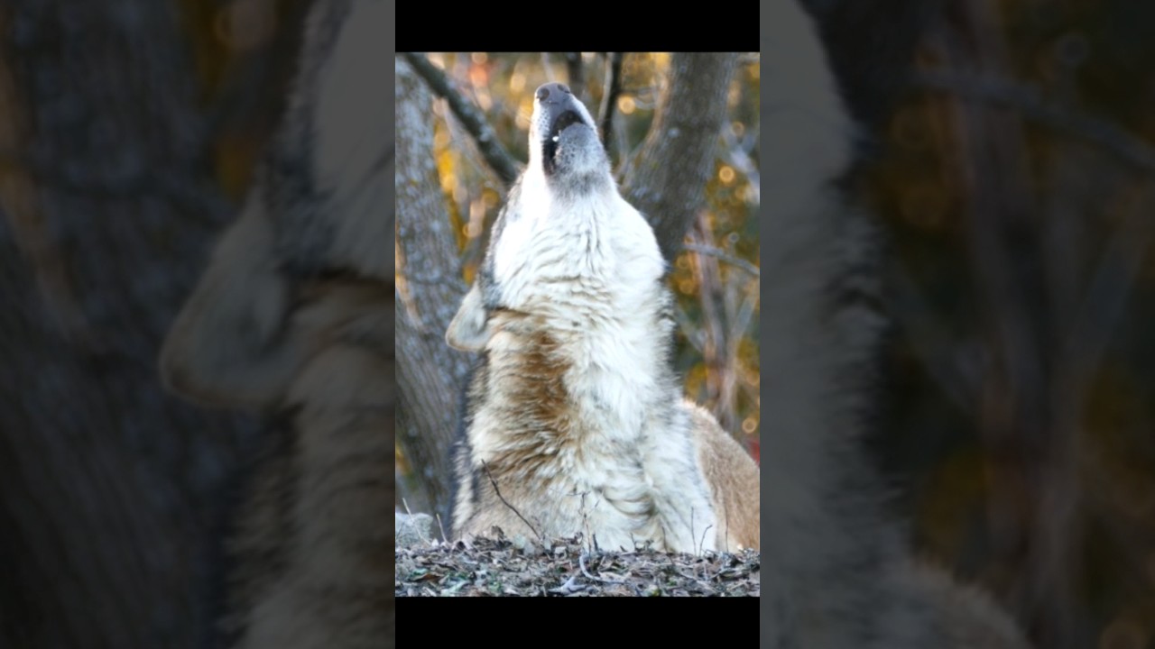 Gray Wolf Howling 🐺 | Canis lupus Sound
