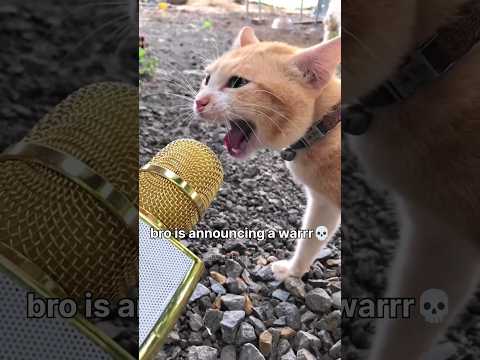 #88 Funny Cat videos ๐ฑ๐ฑ #meowing #memes #cute