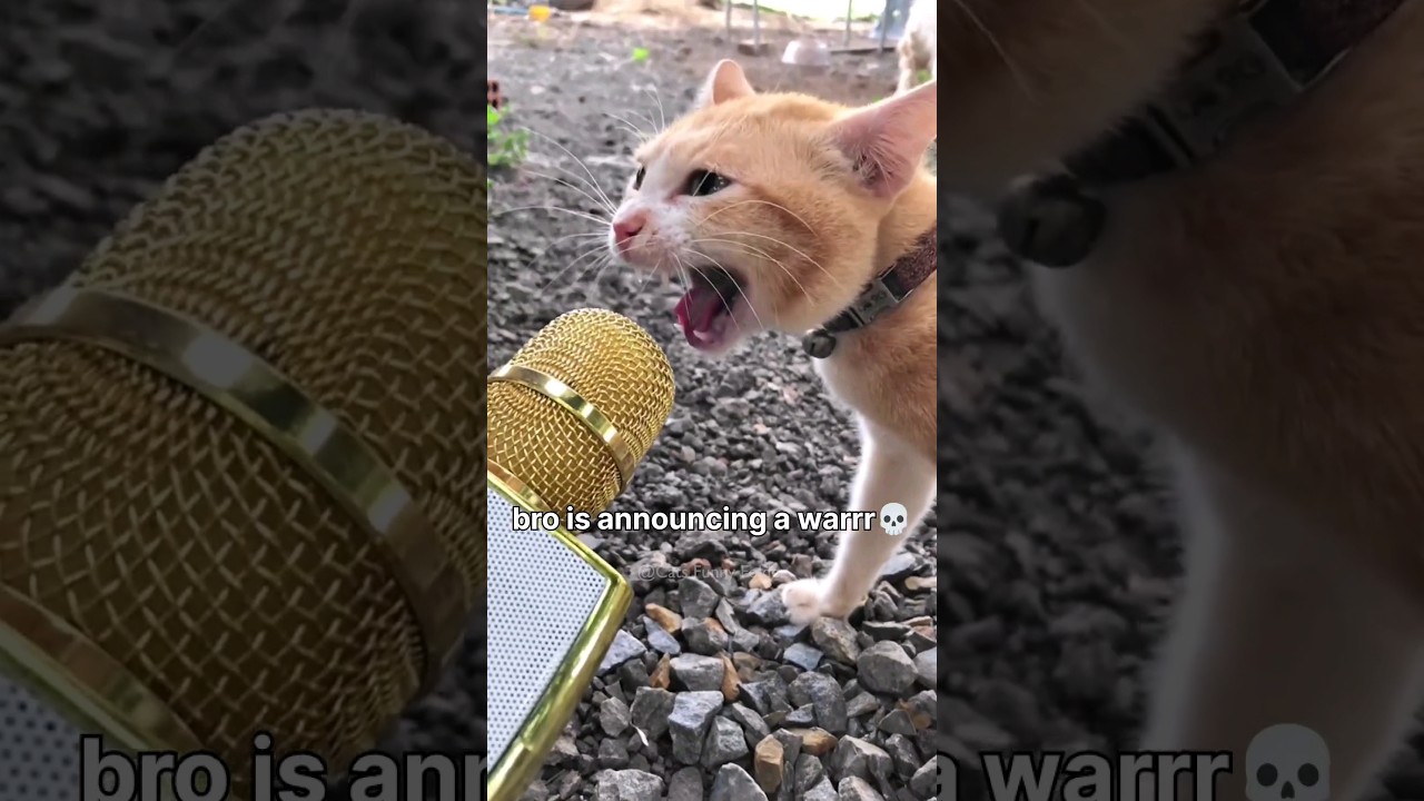 😂 Hilarious Cat Videos That Will Make You Laugh Out Loud 🐱