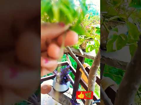 कड़ी पत्ते की पत्तियां तोड़ते समय इस बात का रखें खास ध्यान👍💫🌿🌿🌿#kadi #Plant#advice #Tree#nature