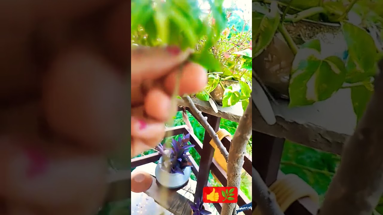 कड़ी पत्ते की पत्तियां तोड़ते समय इन जरूरी बातों का ध्यान रखें 🌿