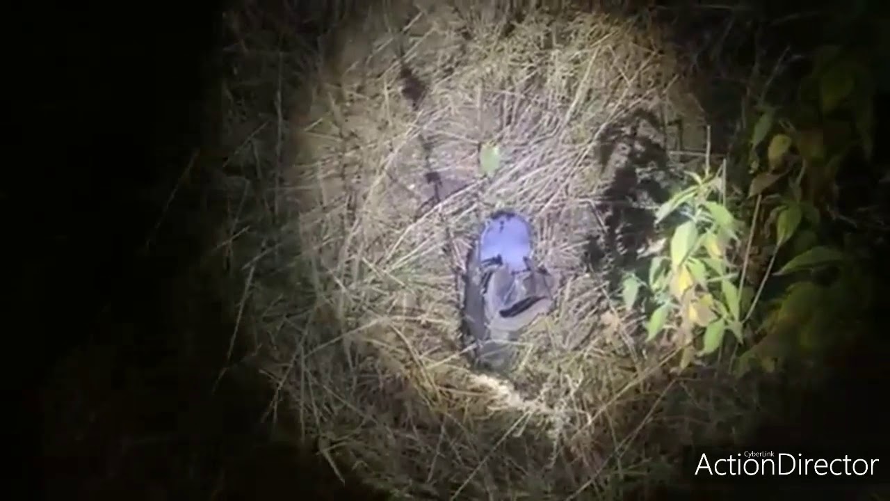 Bosque Siniestro: Terror y Suspenso en la Oscuridad