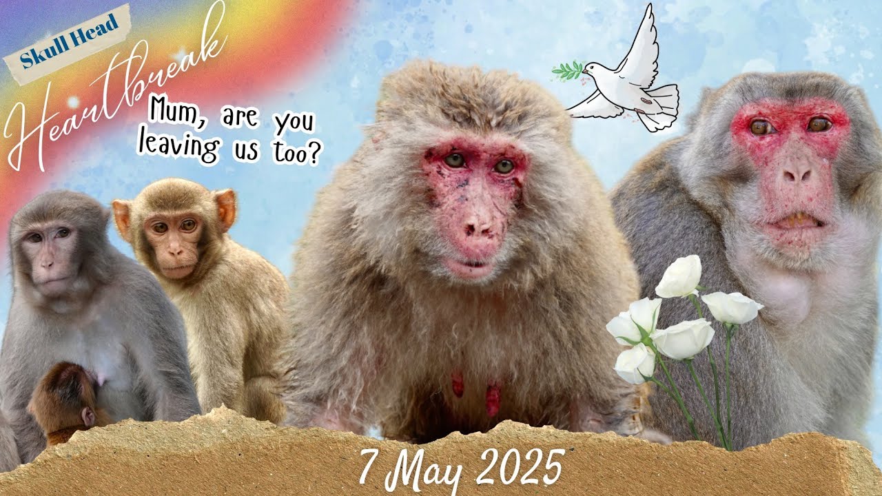 Amy's Heartbreaking Farewell 🕊️