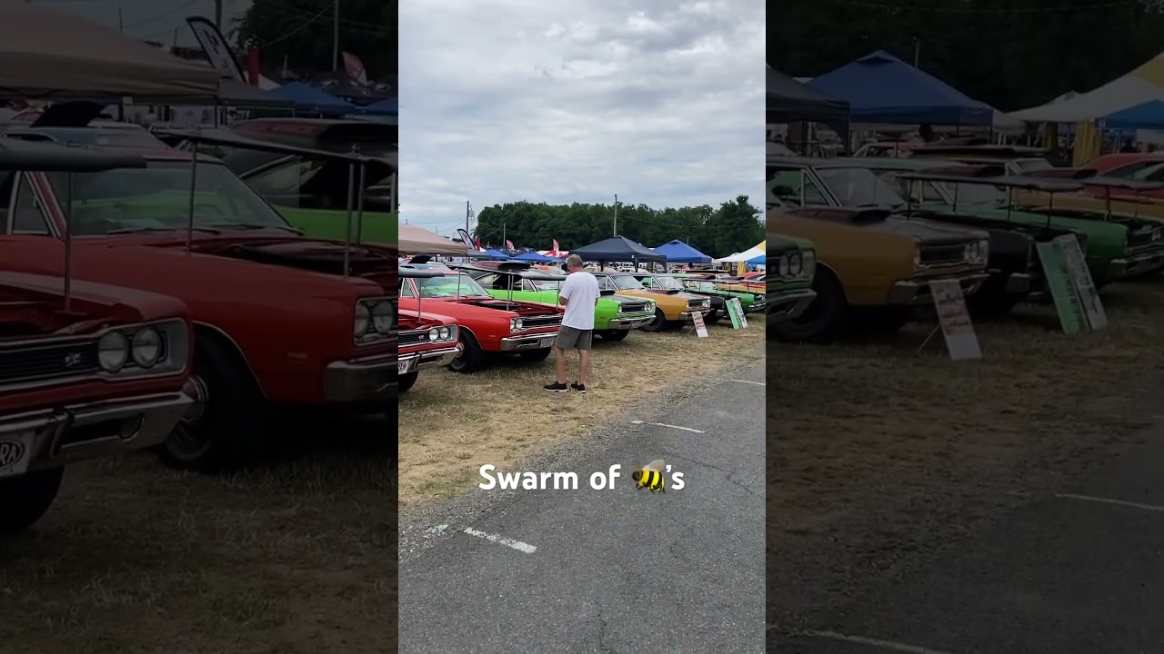 Carlisle Chrysler Nationals 2024 row of Super 🐝’s #mopar #car #automobile #viral #shorts #video